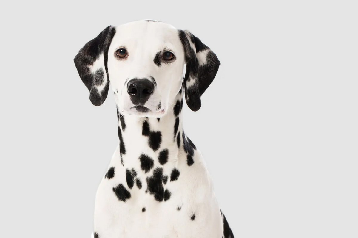 Ein Dalmatiner-Hund stellvertretend für die Design-Idee
